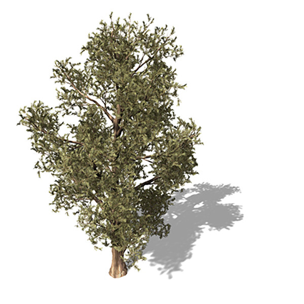 xfrogplants western juniper tree 3ds - XfrogPlants Western Juniper by xfrog