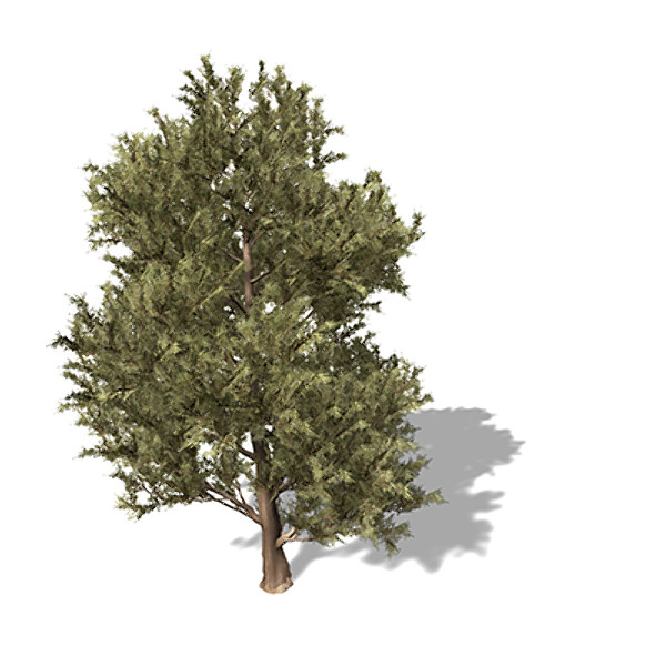 xfrogplants western juniper tree 3ds - XfrogPlants Western Juniper by xfrog