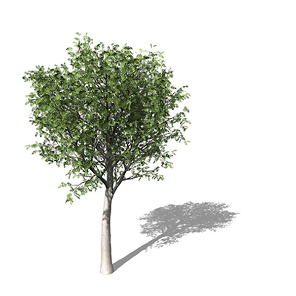 3dsmax xfrogplants european mountain ash - XfrogPlants European Mountain Ash EU by xfrog
