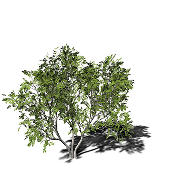 3dsmax xfrogplants european mountain ash - XfrogPlants European Mountain Ash EU by xfrog