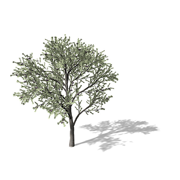 3ds xfrogplants blackthorn tree shrub - XfrogPlants Blackthorn FR by xfrog