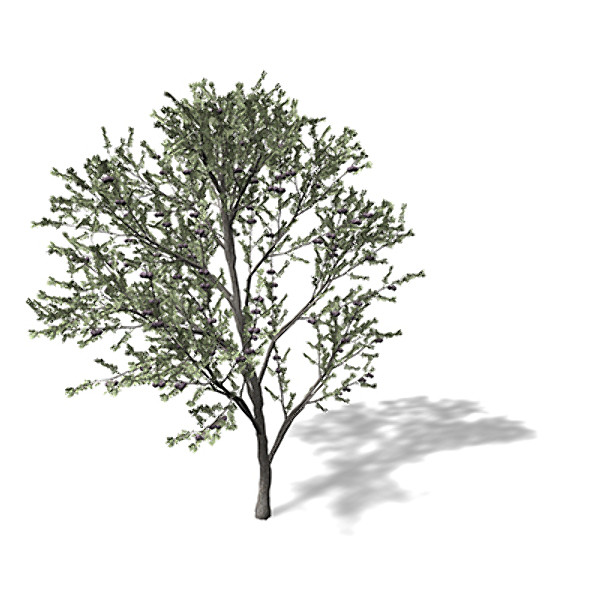 3ds xfrogplants blackthorn tree shrub - XfrogPlants Blackthorn FR by xfrog