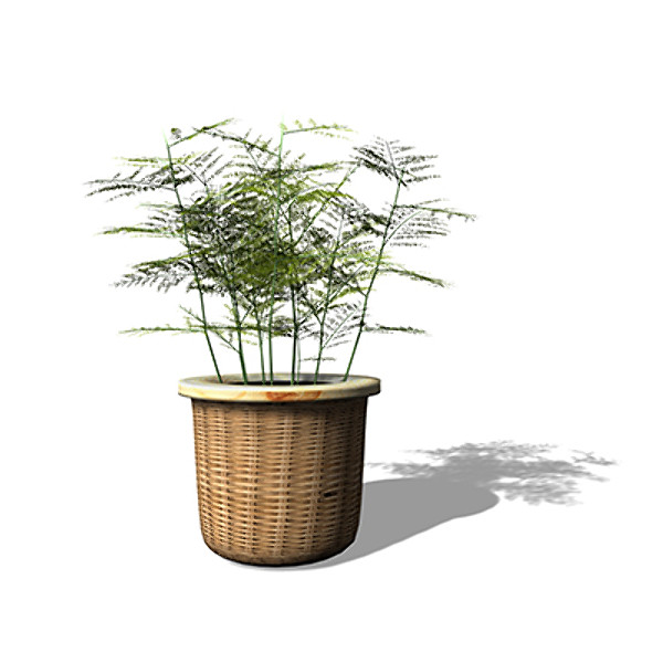 maya xfrogplants asparagus fern plant - XfrogPlants Asparagus Fern by xfrog