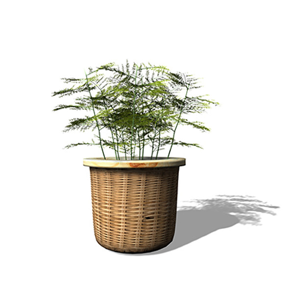 maya xfrogplants asparagus fern plant - XfrogPlants Asparagus Fern by xfrog