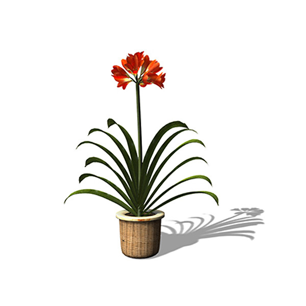 xfrogplants kaffir lily plant 3d model - XfrogPlants Kaffir Lily by xfrog