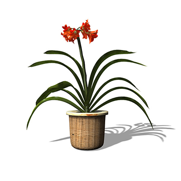 xfrogplants kaffir lily plant 3d model - XfrogPlants Kaffir Lily by xfrog
