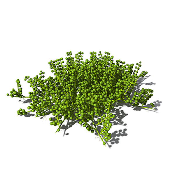 3d xfrogplants grape caulerpa alga - XfrogPlants Grape Caulerpa by xfrog