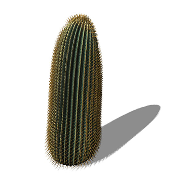 3d max xfrogplants barrel cactus plant - XfrogPlants Barrel Cactus by xfrog