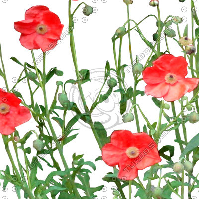 Flower_L_25.tga