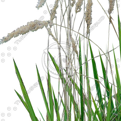Grass_21.tga