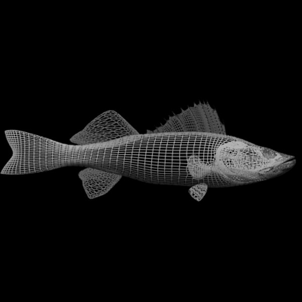 3d walleye freshwater fish model - Freshwater Walleye Fish by gauthier12