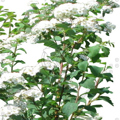 BushL_28.tga