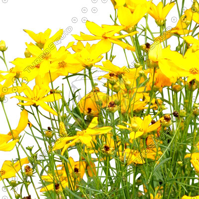 Flowers_N_06.tga