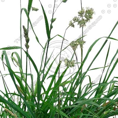 Grass_05.tga