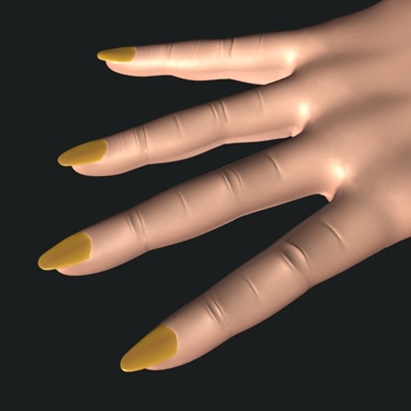 realistic female hand 3d model - Female Hand by shank3d