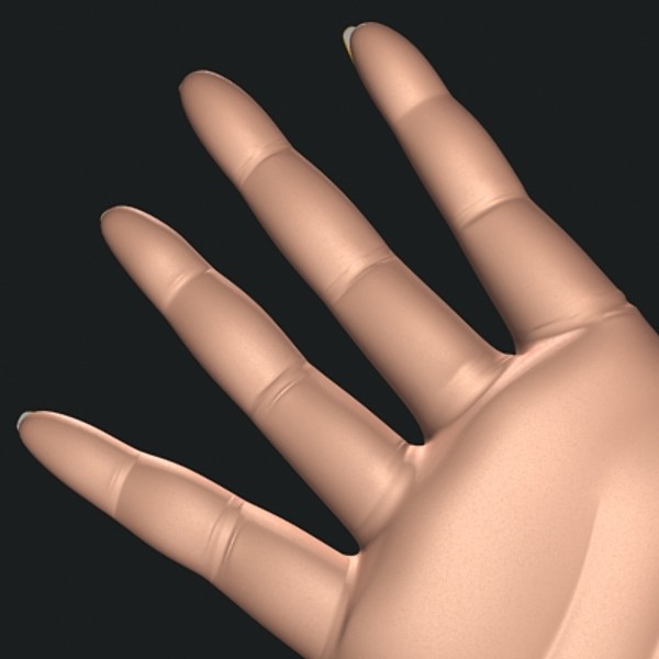 realistic female hand 3d model - Female Hand by shank3d