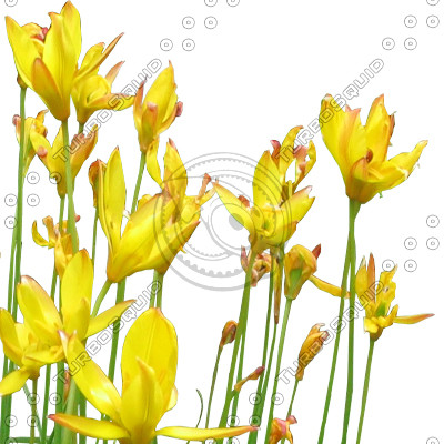 FlowerL_26.tga