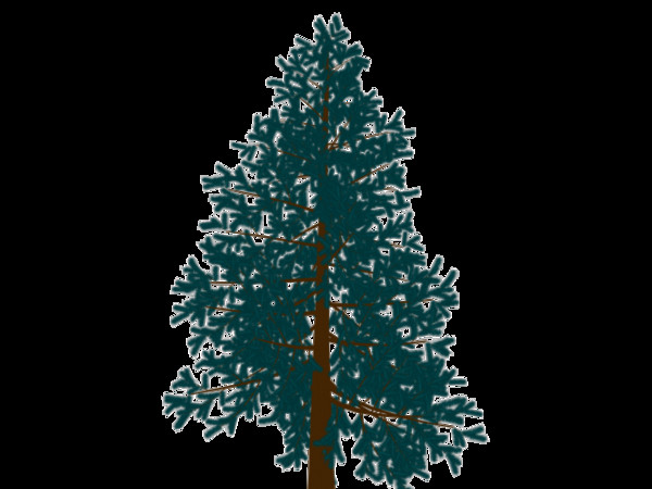 spruce tree max - spruce tree.max by Animation Anchor Line