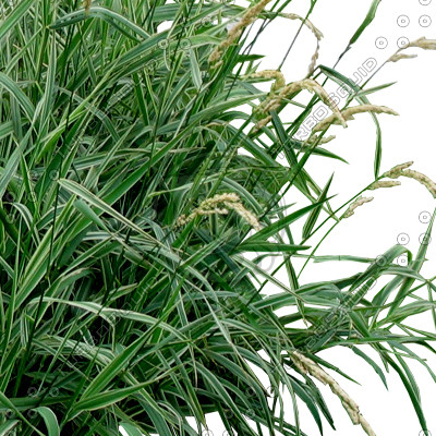 Grass_09.tga