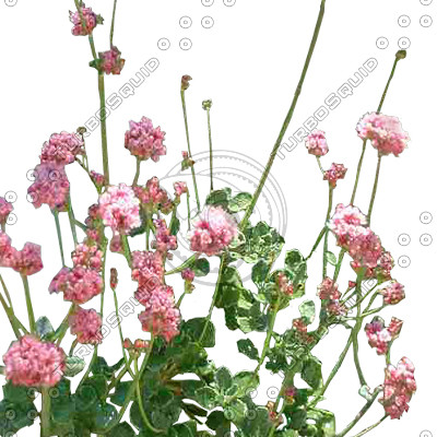 FlowerL_06.tga
