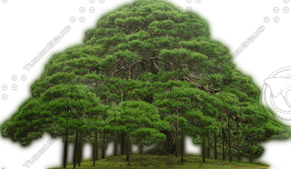 Japanese Black Pine  High Resolution