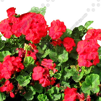 Flower_N_15.tga