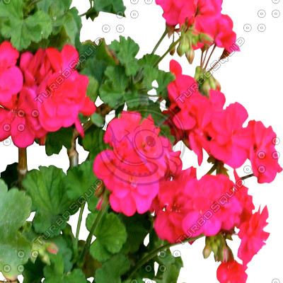 Flowers_N_12.tga