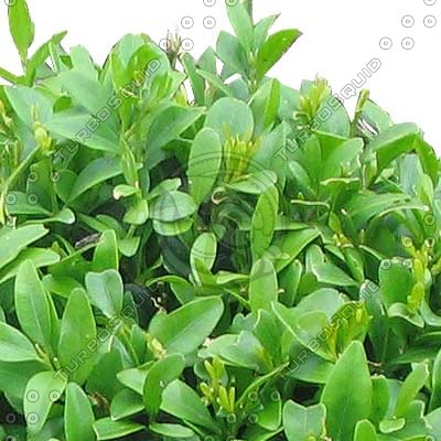 Bush_S_11.tga