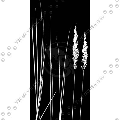Grass_23.tga