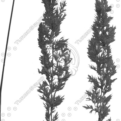 Grass_23.tga