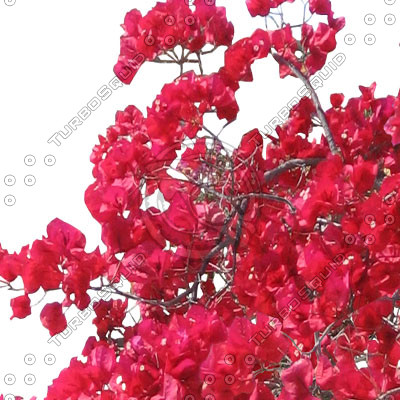 Bush_S_02.tga