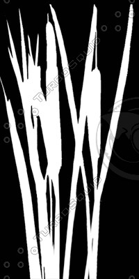 BushL_Rush_01a.tga