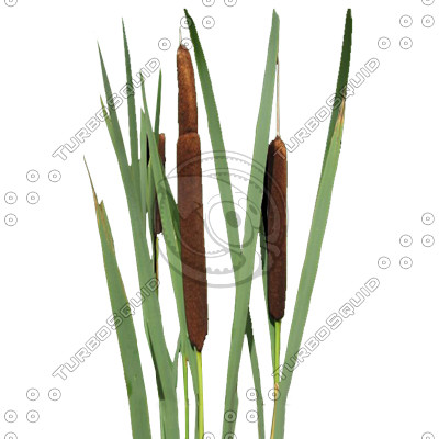 BushL_Rush_01a.tga