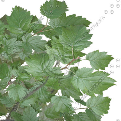 Branch_Euro_8.tga