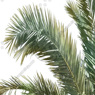 Branch_palm_2.tga