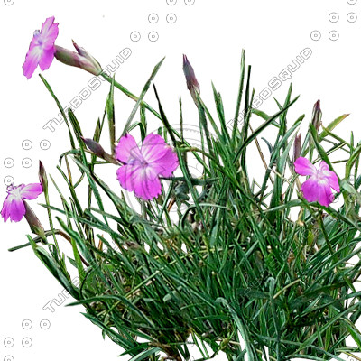 Grass_12.tga