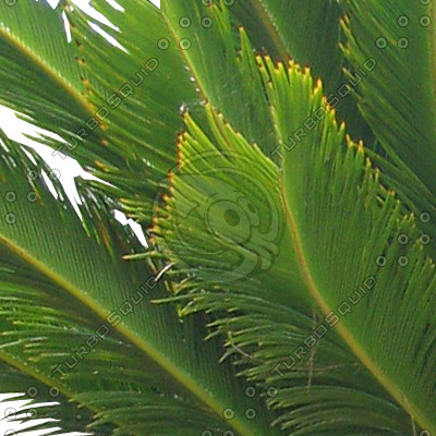 Palm_N_05.tga