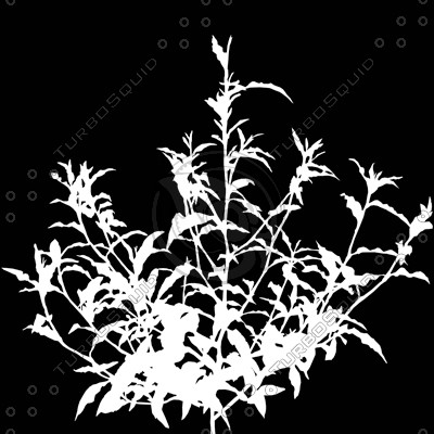Grass_13.tga