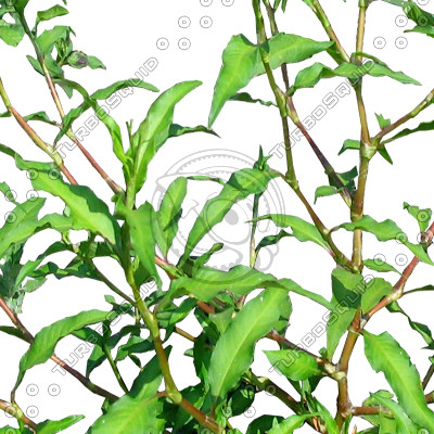 Grass_13.tga