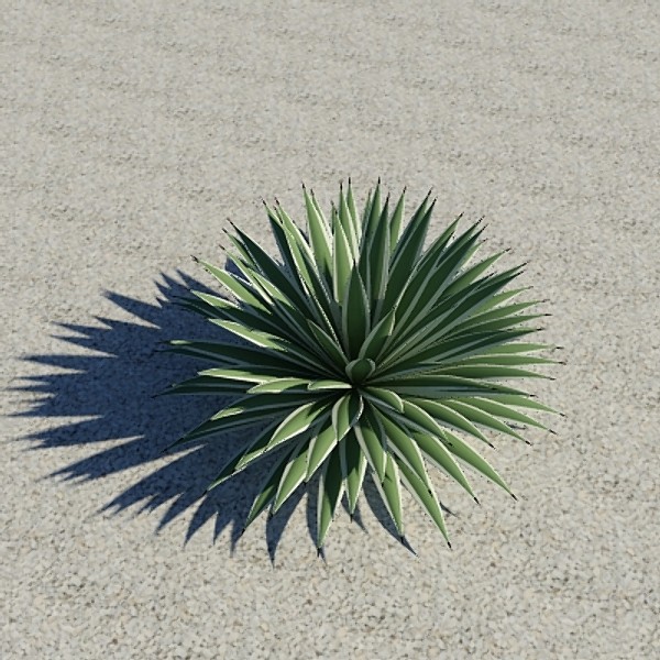 plant agave angustifolia max - agave_angustifolia by ppalhais