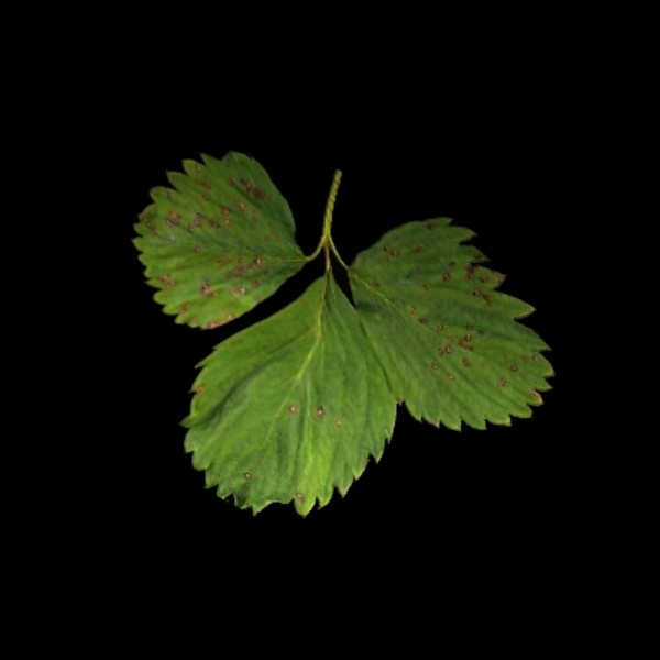ground weed plant max - Ground Plants by Connor Ross