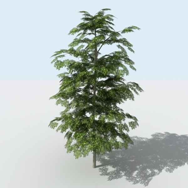 Tree - OAK_01