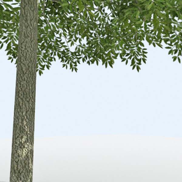 Tree - OAK_01
