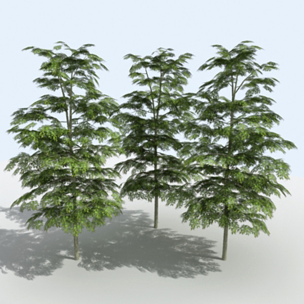 Tree - OAK_01