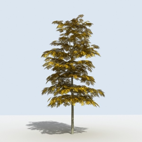 Tree - OAK_01