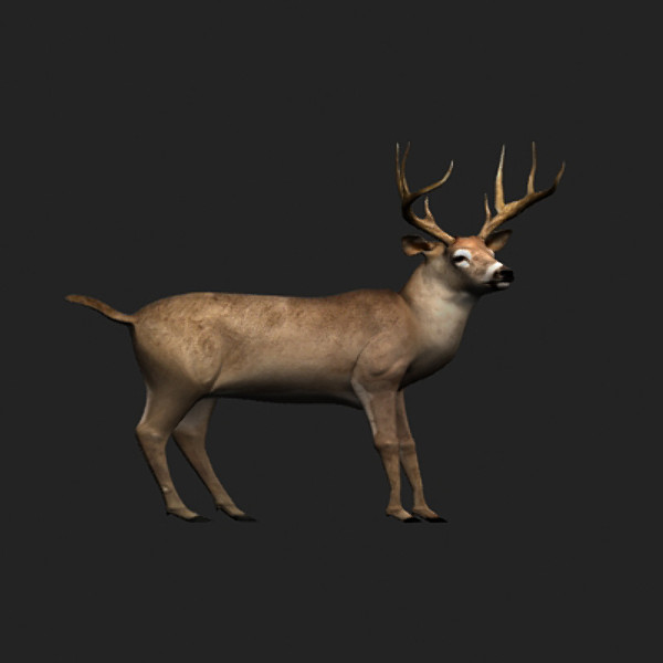 3ds max whitetail deer walkcycle - White-tailed deer walkcycle by gauthier12
