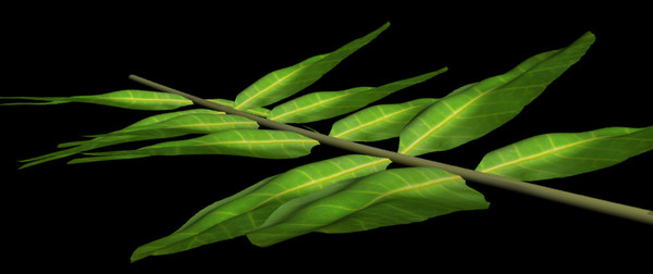 brazilian pepper tree branch 3ds - Brazilian Pepper Tree Branch & Leaves by Imagetek3D
