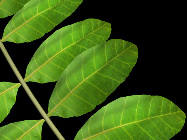 brazilian pepper tree branch 3ds - Brazilian Pepper Tree Branch & Leaves by Imagetek3D