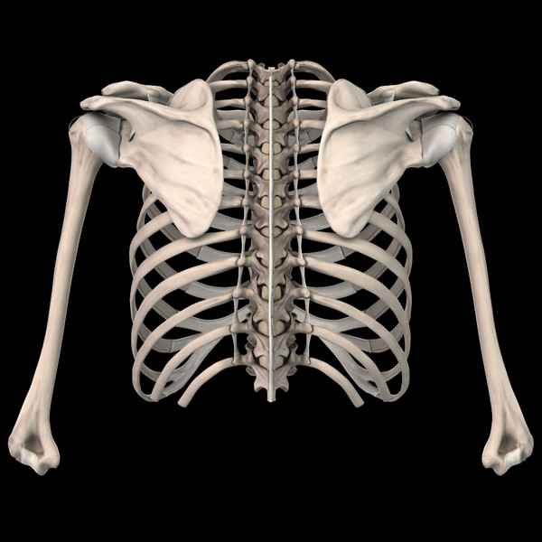 shoulder bones anatomy thoracic 3d obj - Thoracic and Shoulder bones by anatomy_3d