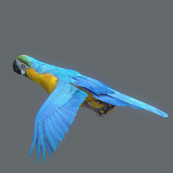 Animated Parrots Pack